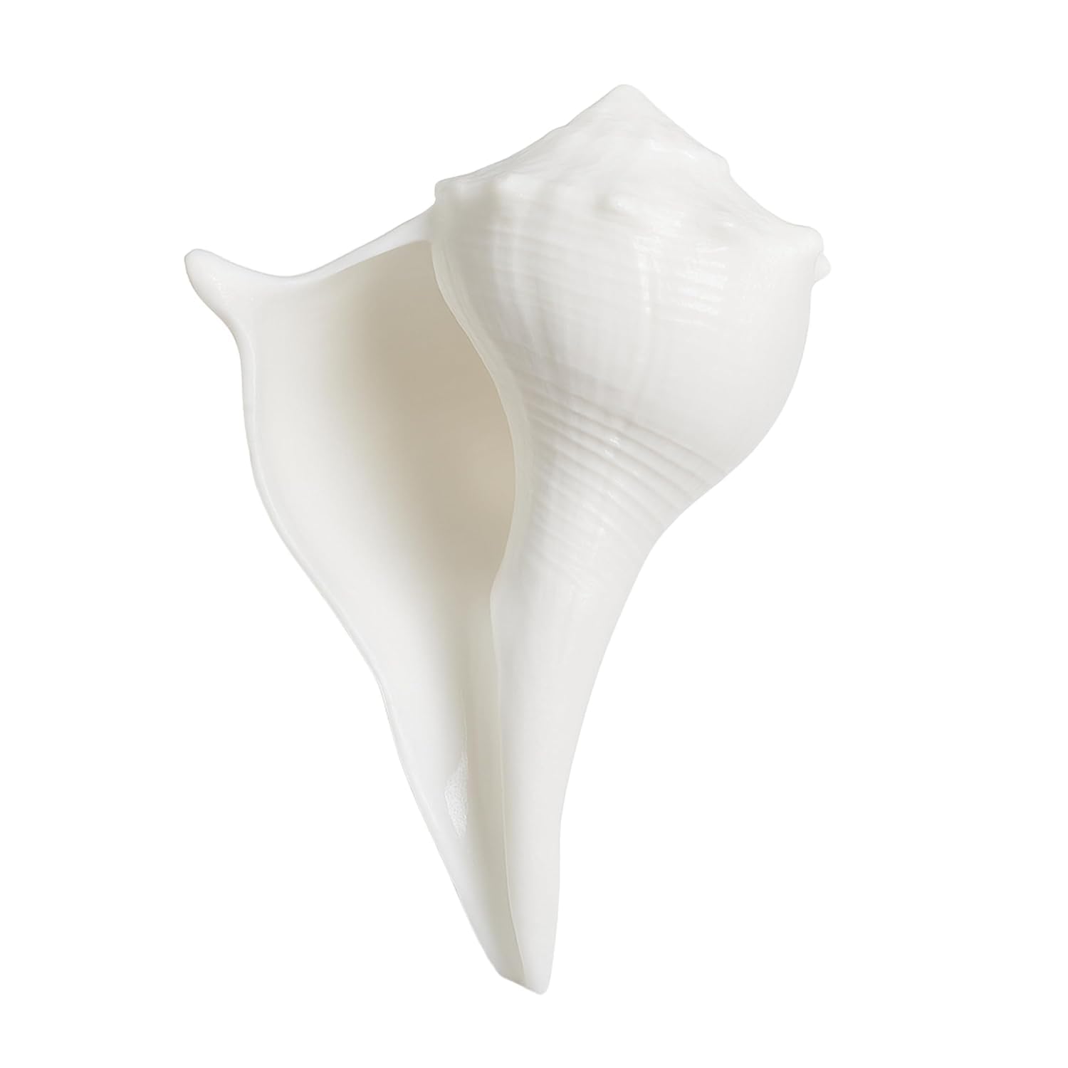 Dakshinavarti Shankh