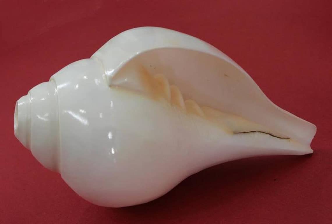 Thenkumari Original Lakshmi Sangu Conch Shell Shankh for Pooja Blowing Shankh (White) Medium size 10 to 13 CM