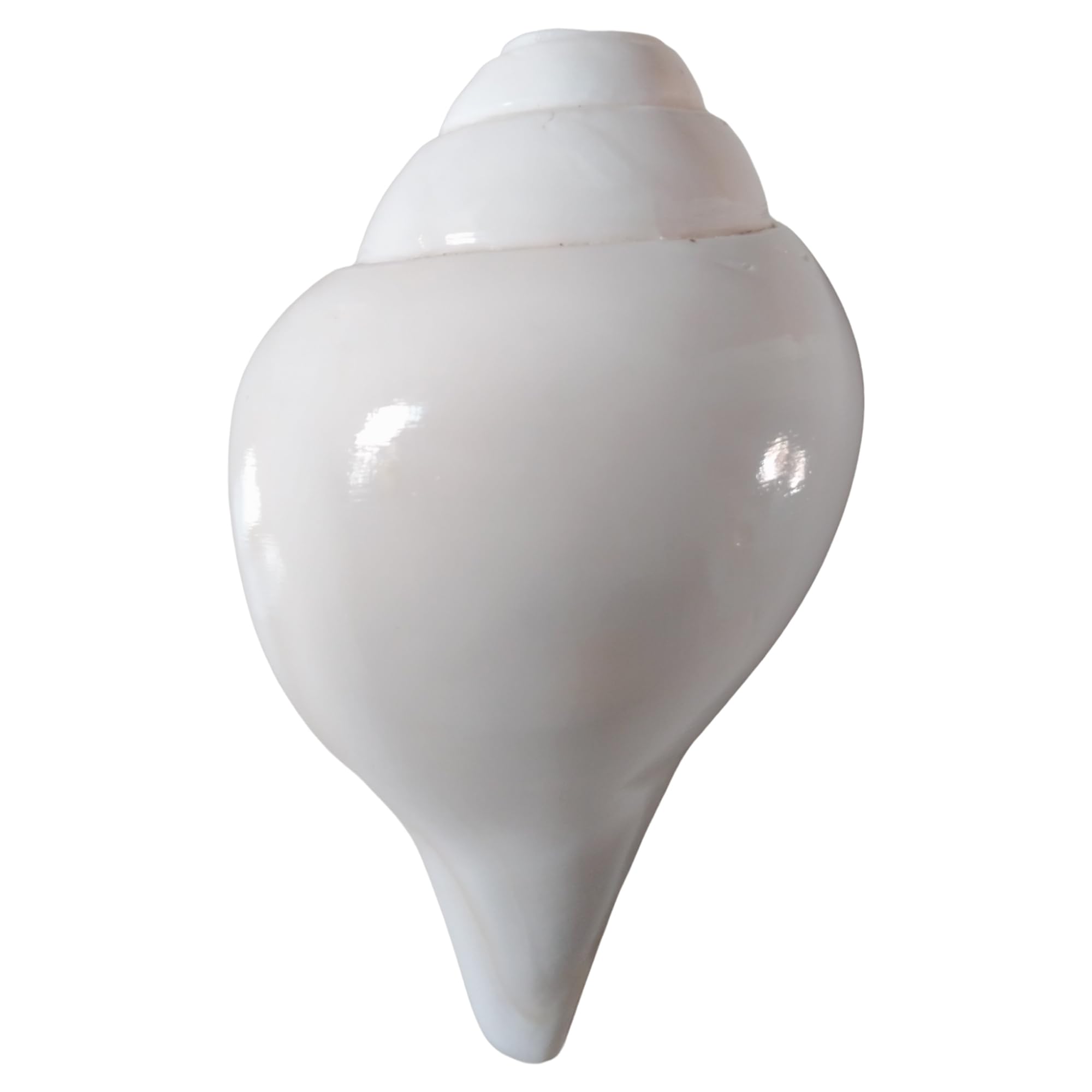 Thenkumari Original Blowing Shankh Natural White Conch Shell, Sacred Ceremonial Blowing Shankh, 10 Inch Round, 5-6 Inch Length, Large Size