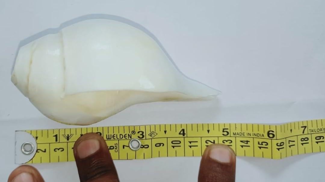 Thenkumari Natural Blowing Shankh Original Conch Shells (5 INCH)