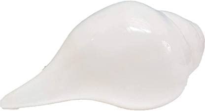 Thenkumari Natural Blowing Shankh Original Conch Shells (6 INCH)