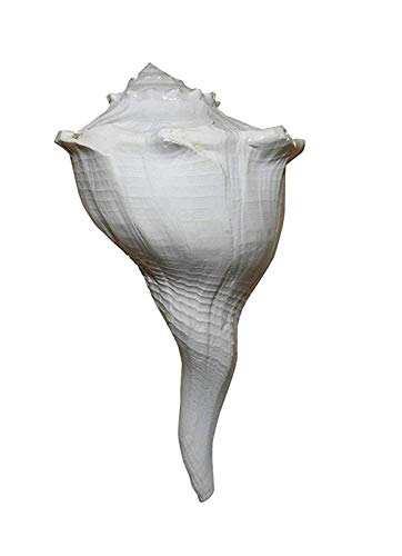 Thenkumari® Shell Valampuri/Dakshinavarti Shankh Original Sangu/Shankh - Small