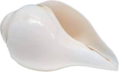 Thenkumari Original Lakshmi Sangu Conch Shell Shankh for Pooja Blowing Shankh (White) Small size 7 to 10 CM